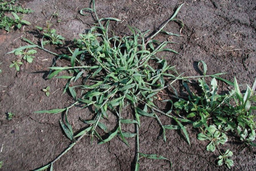 Preventing Crabgrass in your Lawn