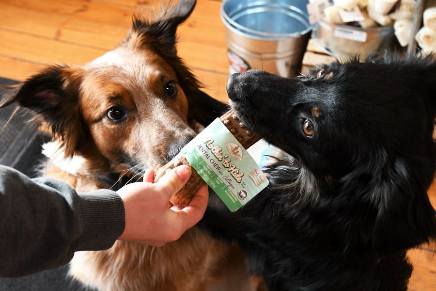 Love Your Canines: Dental Health 101 for Dogs