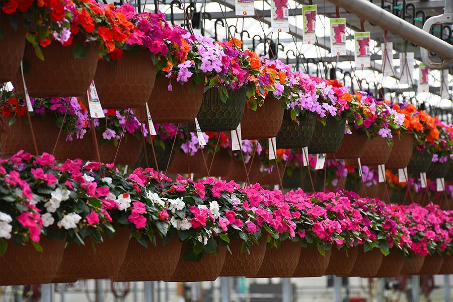 Tuesday Toolkit: Maintaining Baskets & Planters