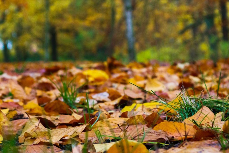 Fall Yard Clean Up Tips