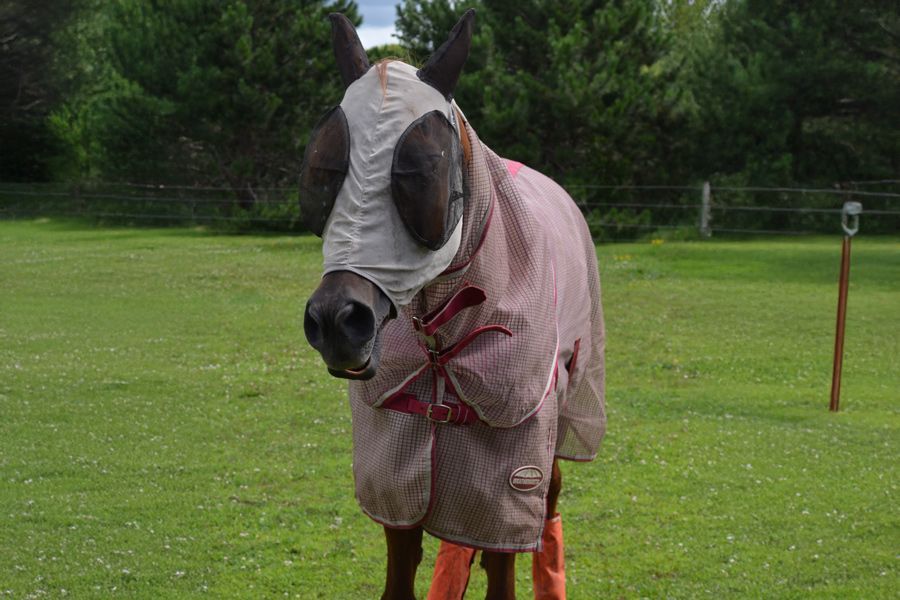 Fly Control Solutions for Horses