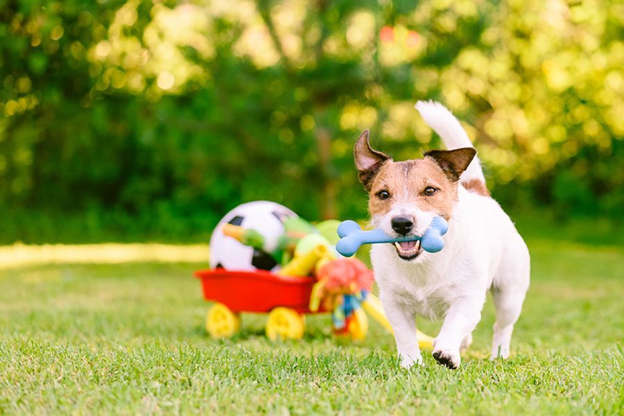 Playtime & Choosing Dog Toys