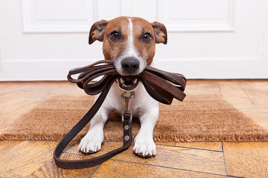 House Training a Dog