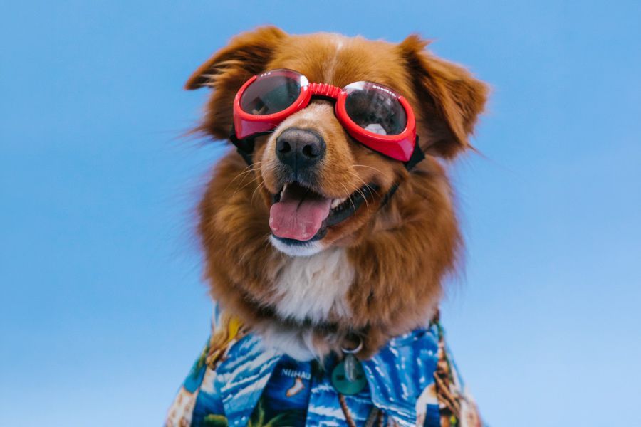 Keep Your Dog Cool During Summer Heat
