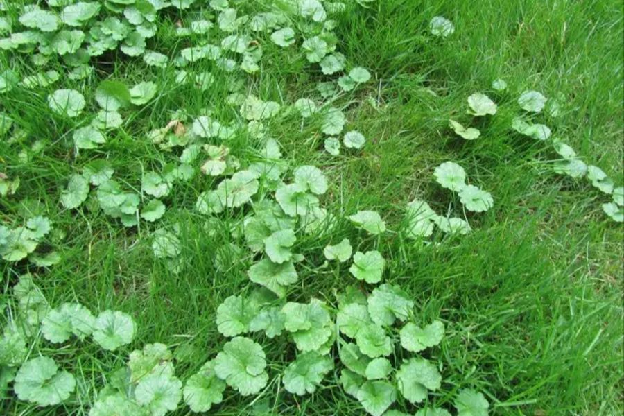 10 Lawn Care Solutions