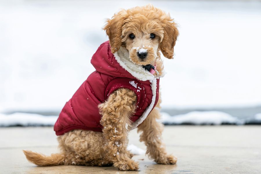 Protect Their Paws this Winter