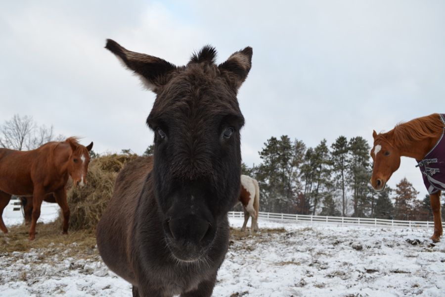 Winter Tips for Your Barn