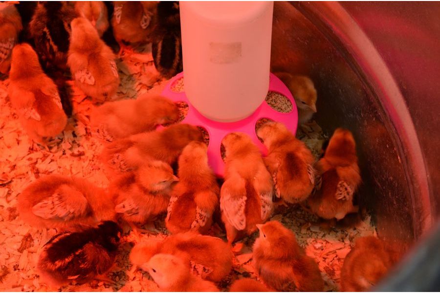 Spring Starts with Chicks