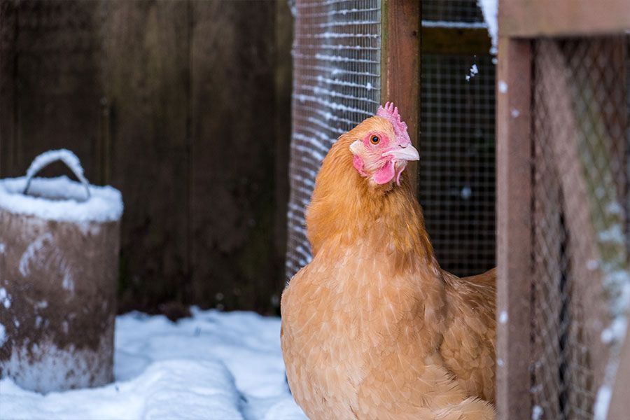 Winter Chicken Care