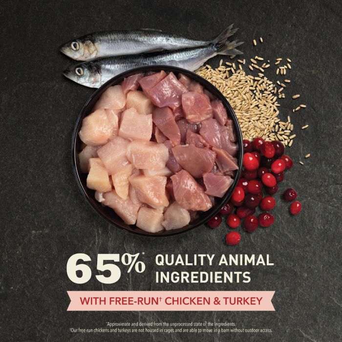 Can chickens eat cat food online