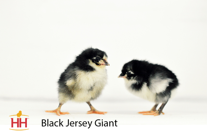 Black jersey giant hen outlet