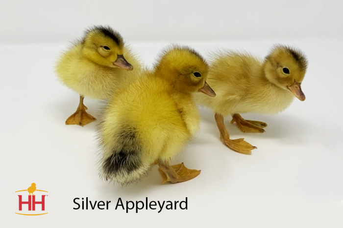 ☆人気☆【AVANDRESS】☆Siberia Duck Stella Crop Paddin.g☆ Silver Appleyard Duck | Spikes & Houles Feed