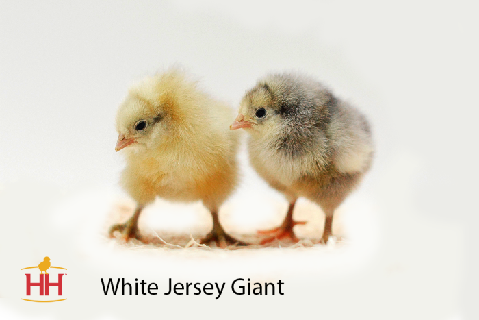 White Jersey Giant Spikes Houles Feed