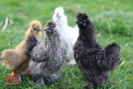 Mixed Silkie Bantam (Min. Order QTY: 15) | Spikes & Houles Feed