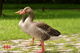 toulouse_geese_adult_photo.png