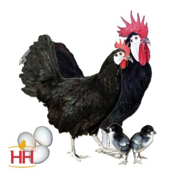 Chicken, White Faced Black Spanish