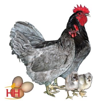 Chicken, Jersey Giant 'Blue'