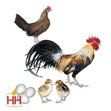 Chicken, Phoenix 'Golden'