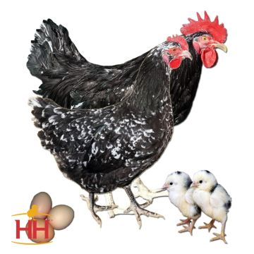 Chicken, Java 'Mottled'