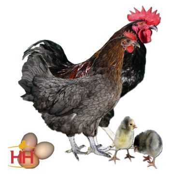 Chicken, Production Blue