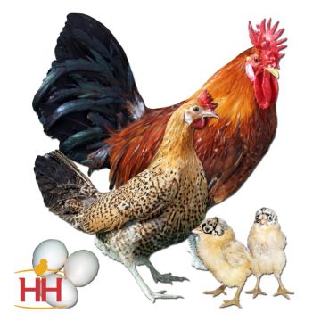 Chicken, Sicilian Buttercup