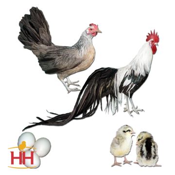 Chicken, Phoenix 'Silver'