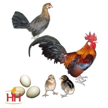 Chicken, Indian Red Junglefowl