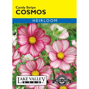 Cosmos 'Candy Stripe' Heirloom