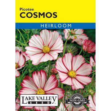 Cosmos 'Picotee' Heirloom