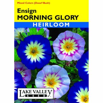 Convolvulus, Morning Glory Mix 'Ensign' Heirloom
