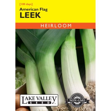 Allium, Leek 'American Flag' Heirloom