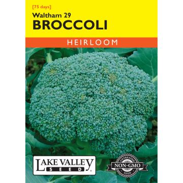 Brassica, Broccoli 'Waltham 29' Heirloom