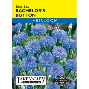 Centaurea, Cornflower 'Blue Boy' Heirloom