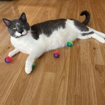 SPOT Shimmer Balls with Rattle 4 Pack