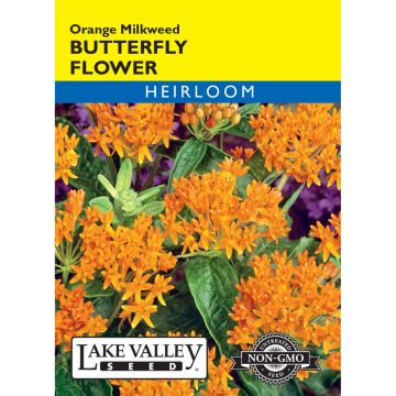Asclepias, Butterfly Flower 'Orange Milkweed' Heirloom