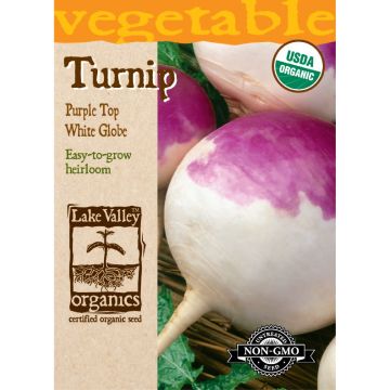 Brassica, Turnip 'Purple Top White Globe' Organic Heirloom