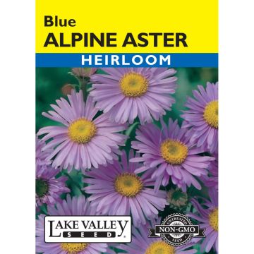 Aster, Alpine 'Blue' Heirloom