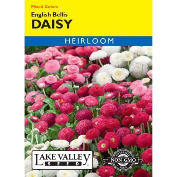 Bellis, English Daisy Heirloom Mix