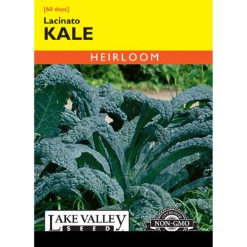 Brassica, Kale 'Lacinato' Heirloom