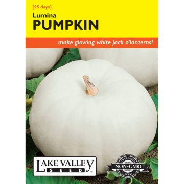 Cucurbita, Carving Pumpkin 'Lumina'