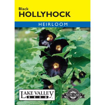 Alcea, Hollyhock 'Black' Heirloom