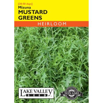 Brassica, Mustard Greens 'Mizuna' Heirloom