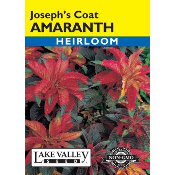 Amaranthus 'Joseph’s Coat' Heirloom