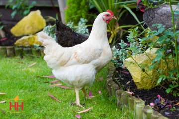 Chicken, Amberlink