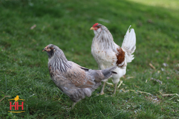 Chicken, Americana