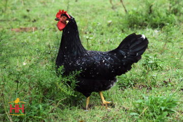 Chicken, Ancona