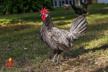 Chicken, Andalusian 'Blue'