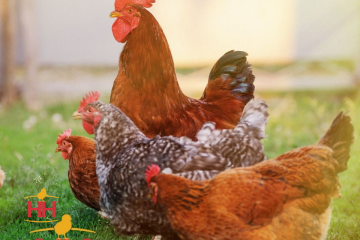 Chicken Brown Egg Layers