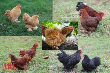 Bantam Assorted Cochin (min order 20)