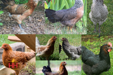 Chicken Colored Egg Layers